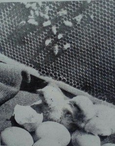 30709144_940180769470213_1107592064541844260_n (1).jpg, 27 KB